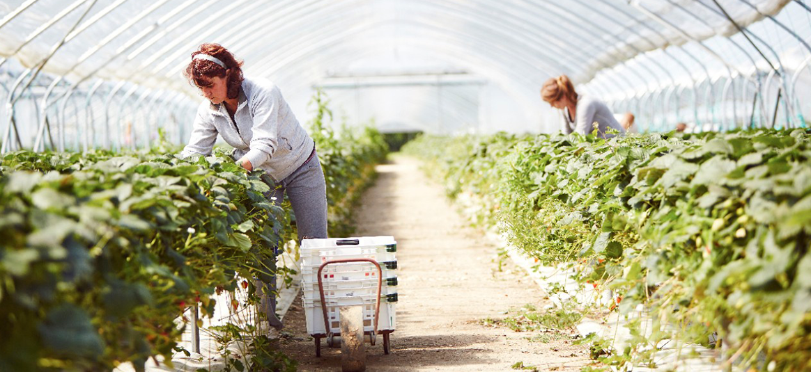 Read this insight about key strategies for agriculture businesses in a new tab.