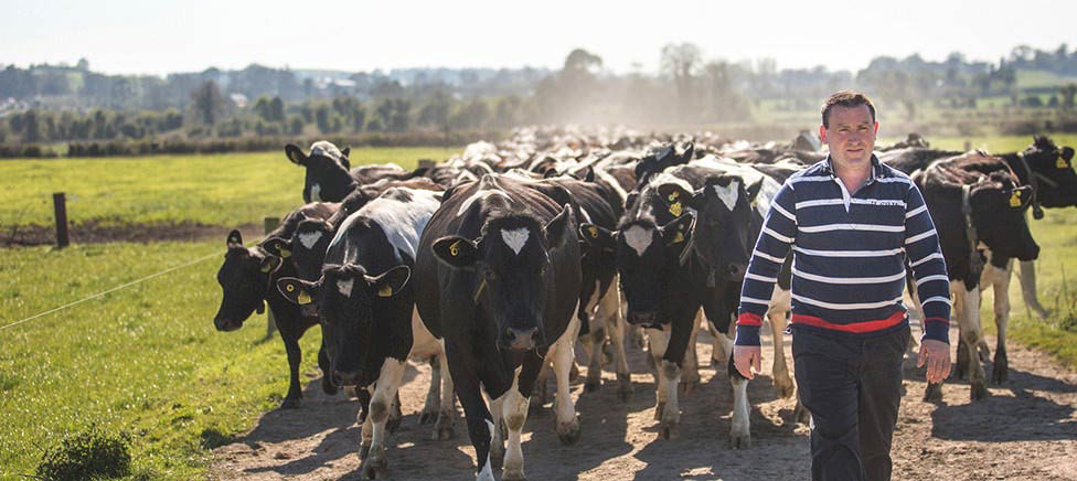 Man with cattle Man with cattle