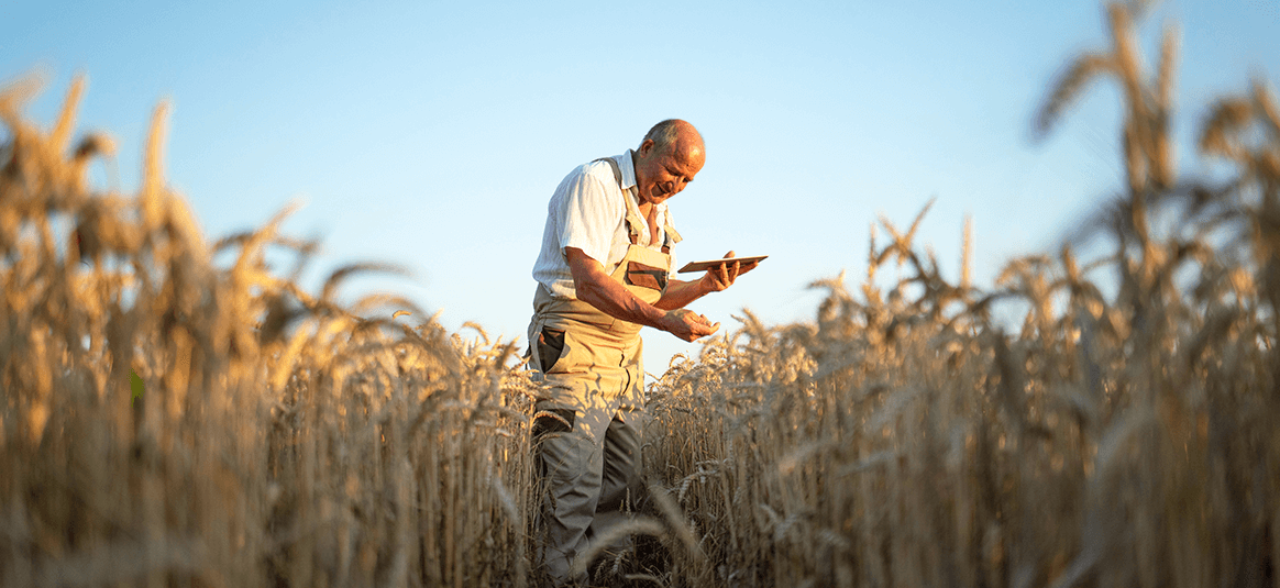A farmer in a field inspecting the wheat crop