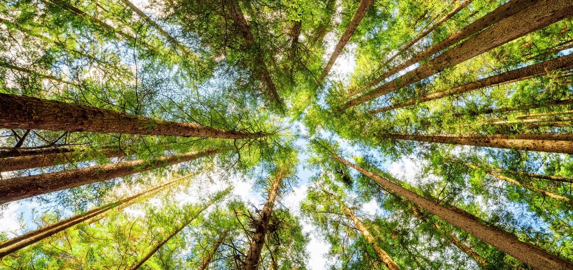 photo looking up at the blue sky, through forest tree tops