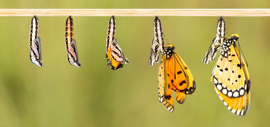 Caterpillars turning into butterflies