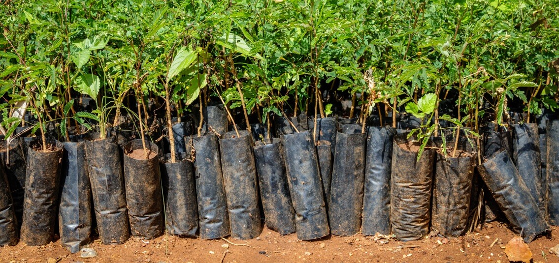 photo of plants in bags