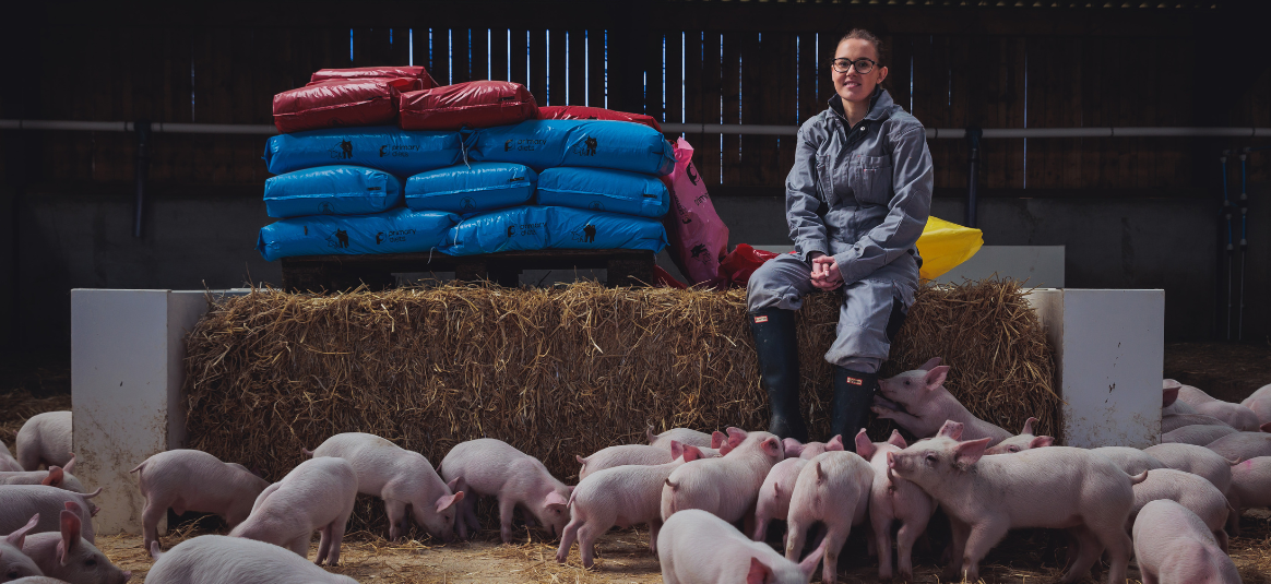 Pigs feeding on a farm