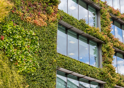 Office building exterior wall covered in ivy